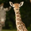 This Dec. 2023 photo provided by Zoo Miami shows a baby giraffe, named ...Saba,... at Zoo Miami in Miami.  Officials say the baby giraffe has died of a broken neck after being discovered by the zoo's staff on Saturday, March 16, 2024. Pic: Ron Magill/AP