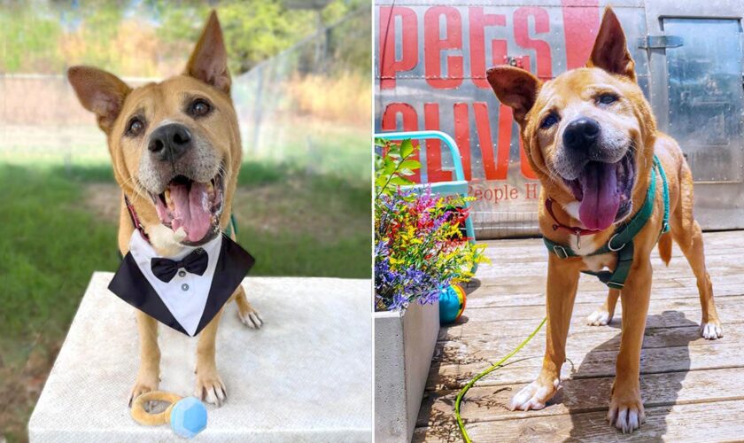 Texas dog adopted by senior citizen after living 700 days in shelter: 'He has chosen me'