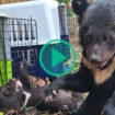 Au Laos, les images du sauvetage de seize ours noirs d’Asie, une espèce menacée