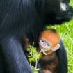 Undated handout photo issued by Twycross Zoo of a baby Francois langur, an endangered species of primate, born at the zoo in Leicestershire, leaving keepers "absolutely delighted" by the baby's arrival. Issue date: Saturday March 30, 2024.