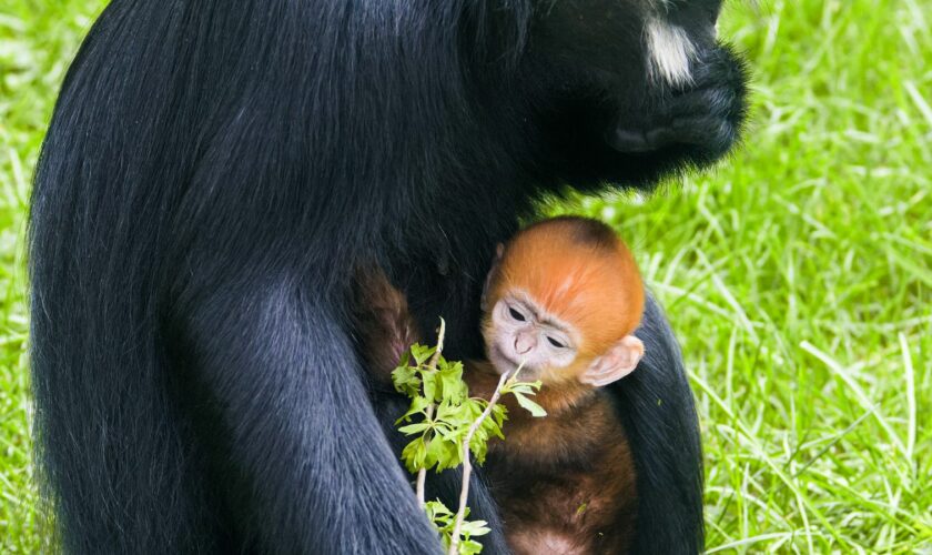 Undated handout photo issued by Twycross Zoo of a baby Francois langur, an endangered species of primate, born at the zoo in Leicestershire, leaving keepers "absolutely delighted" by the baby's arrival. Issue date: Saturday March 30, 2024.