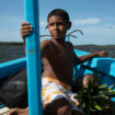 Au Brésil, à la rencontre des gardiens de la mangrove
