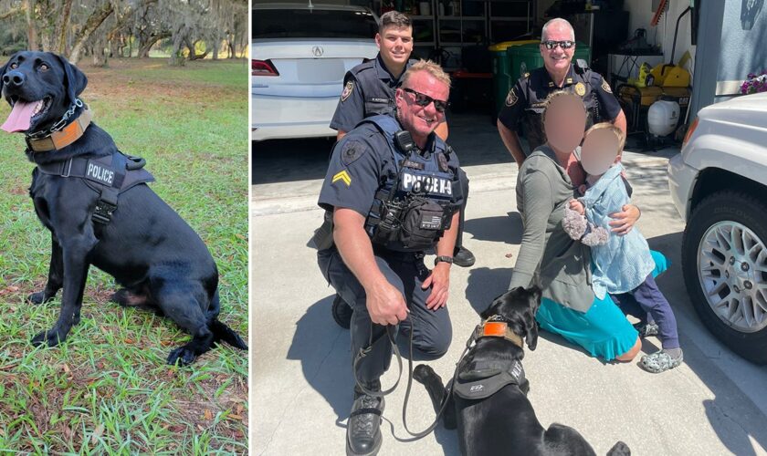 Police dog finds missing Florida toddler safe in woods after following scent from blanket