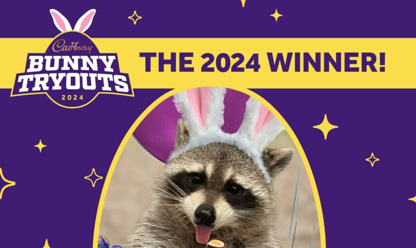 Louie the raccoon named winner of 2024 Cadbury Bunny tryouts
