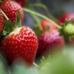 Alerta sanitaria por la presencia de hepatitis A en fresas procedentes de Marruecos
