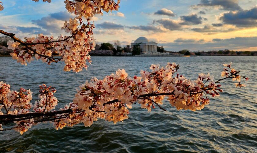 D.C.-area forecast: Sunny with wind chill today. Shower chances return midweek.