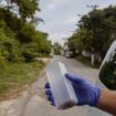 Dengue: Wie in Brasilien gezüchtete Super-Mücken das Denguefieber bekämpfen sollen