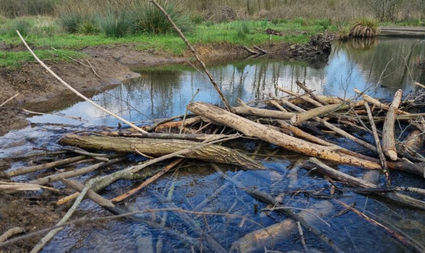 Espèce protégée, le castor complique la vie d’agriculteurs de la Meuse : « On a déjà perdu 35 000 euros »