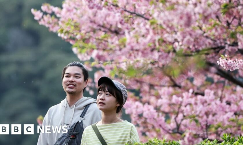 Two people in front of a Kawazu cherry blossom tree in Tokyo's Sumida district on 11 March, 2024.