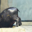 La naissance d'un hippopotame pygmée à Athènes suffira-t-elle à sauver l'espèce?