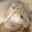 Le plus petit marsupial du monde est aussi mignon qu'assoiffé de sang