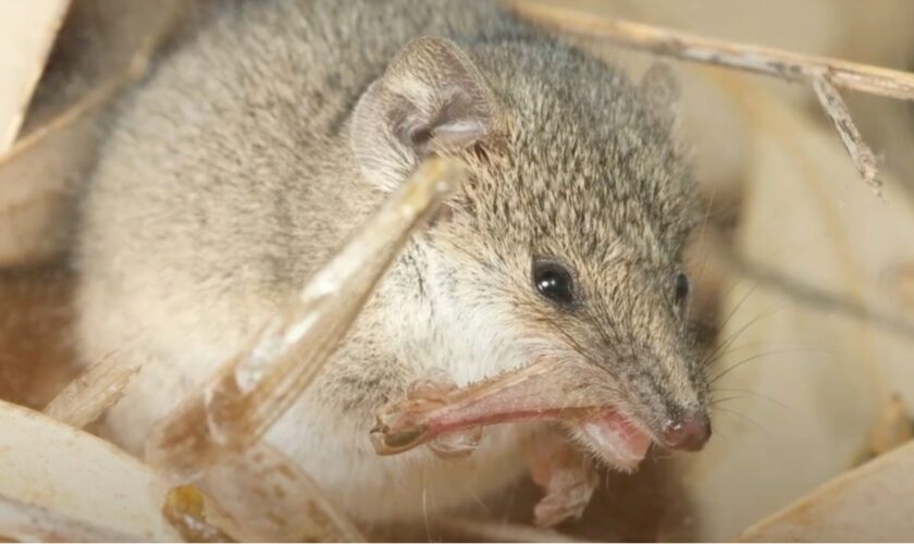 Le plus petit marsupial du monde est aussi mignon qu'assoiffé de sang