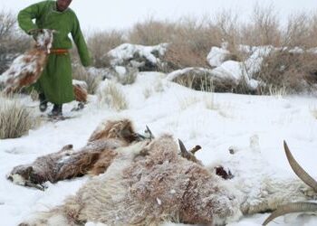 Mongolei: 4,7 Millionen Tiere verenden bei Extremwinter »Dzud«