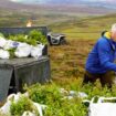 Naturschutzprojekte: Wie die Aufforstung der Highlands den Hirschen zum Verhängnis wird - SPIEGEL TV für Arte Re