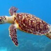 Ocho niños y una adulta muertos y otras 78 personas hospitalizadas tras comer carne de tortuga marina en la isla de Pemba de Zanzíbar