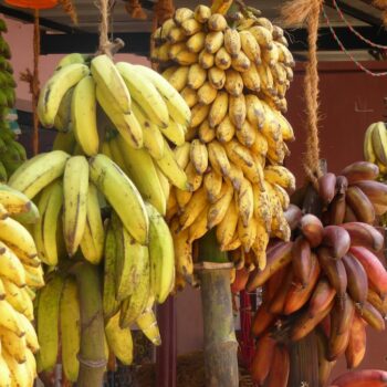 Pourquoi mangeons-nous toujours les mêmes bananes?