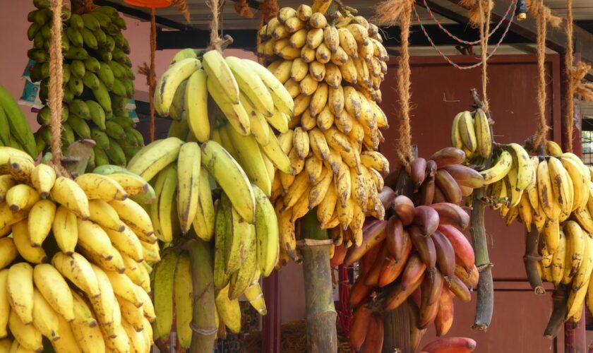 Pourquoi mangeons-nous toujours les mêmes bananes?