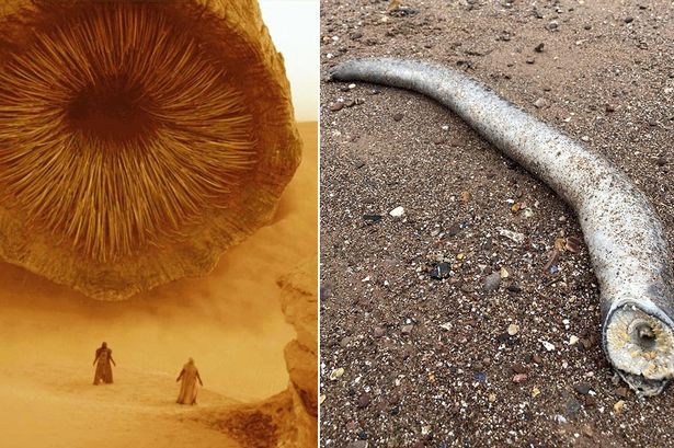 Real-life Dune sandworm full of 'vampire' teeth terrifies beachgoers after washing up in UK