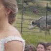 Tierischer Partycrasher: Ungebetener Hochzeitsgast: Kuh stiehlt Brautpaar lautstark die Show