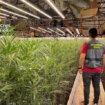 Tres detenidos acusados de ser los responsables de una plantación de marihuana con 1.712 plantas  en Yepes