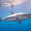 Two huge great white sharks including largest ever tagged spotted off coast of Florida vacation hotspot