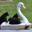 Woburn Safari-Park in England: Schwarzbären auf Schwanenboot als Attraktion