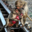 La police thaïlandaise se dote d’une unité antimacaques pour mâter les singes agressifs