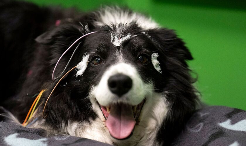 Dogs may actually understand words for their favorite toys, study shows