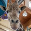 Beloved giraffe of South Dakota zoo euthanized after foot injury