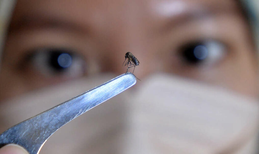 L’épidémie de dengue fait plus de 400 morts en Indonésie : à qui la faute ?