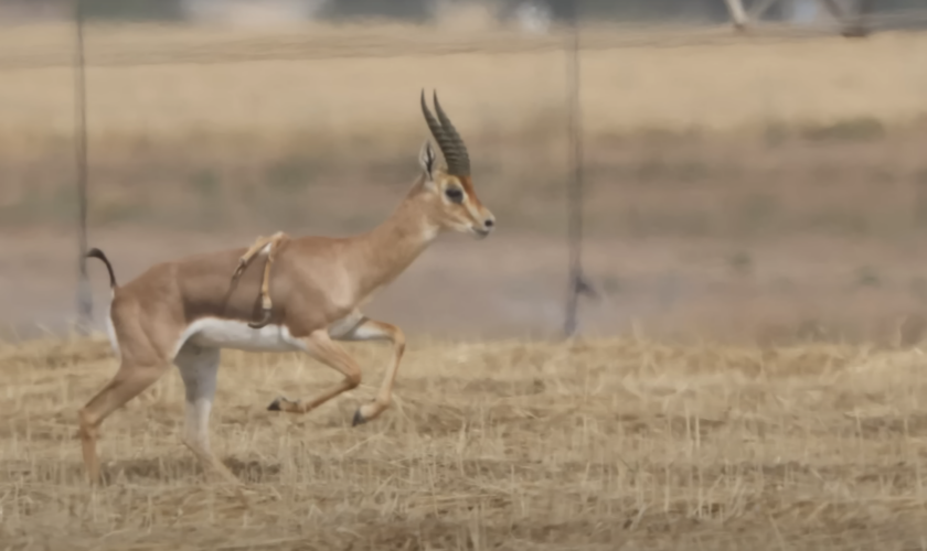 Une gazelle à 6 pattes observée dans le désert israélien (mais ça ne l’empêche pas de gambader)