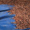 Kakaokrise in Ghana: Der Wert der Bohne