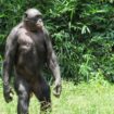 Bonobos und Schimpansen: Bonobo-Männchen sind laut Studie aggressiver als gedacht