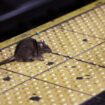 NYC issues warning of infectious disease spread by rat urine after record year of reported cases