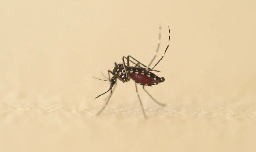 Record de cas importés de Dengue en France métropolitaine depuis début 2024