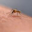 A mosquito feeds at the Salt Lake City Mosquito Abatement District on July 26, 2023, in Salt Lake City. Mosquitoes can carry viruses including dengue, yellow fever, chikungunya and Zika. They are especially threatening to public health in Asia and Africa but are also closely monitored in the United States. (AP Photo/Rick Bowmer)