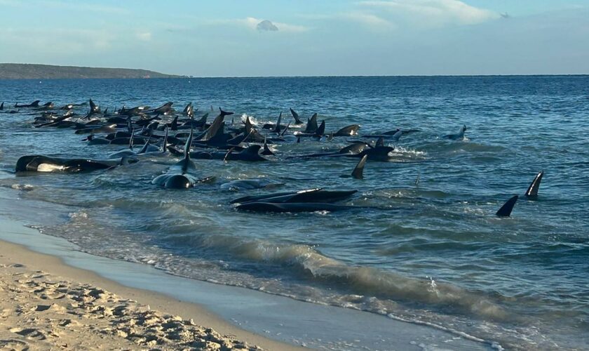 Australien: Bis zu 100 Grindwale stranden vor australischer Küste