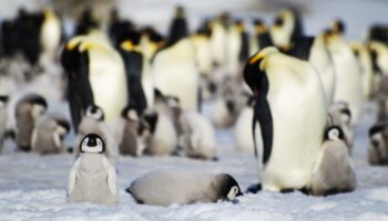 Antarktis: Eisschwund laut Experten für Tod vieler Pinguinküken verantwortlich