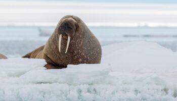 A walrus resting on ice in Svalbard. Pic: VWPics/AP