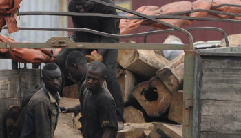 Le trafic de bois de vène au Mali “frappé par la loi du silence”