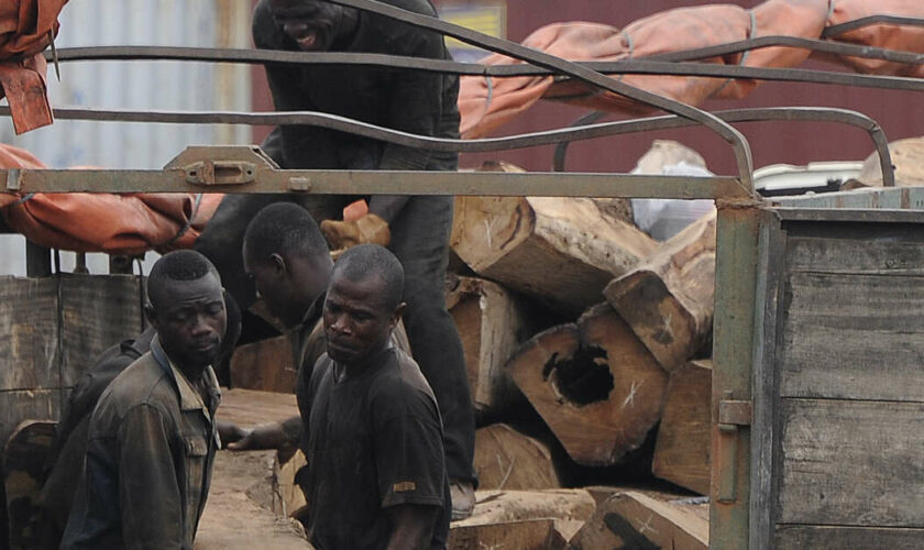 Le trafic de bois de vène au Mali “frappé par la loi du silence”