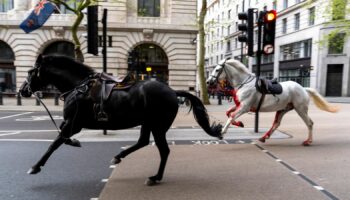 Army provides update on horses that were injured bolting through London