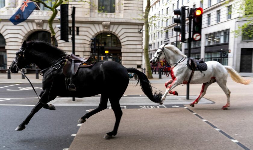 Army provides update on horses that were injured bolting through London
