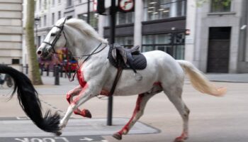 London horses – live: ‘Relief’ as army issues fresh update on injured Household Cavalry horses