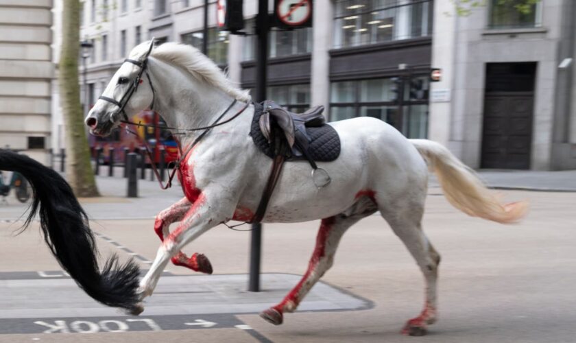 London horses – live: ‘Relief’ as army issues fresh update on injured Household Cavalry horses
