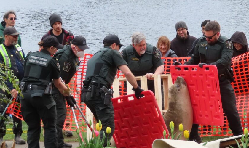 A celebrity seal was moved 125 miles away. He showed up again days later.