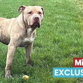Abandoned XL Bully destroyed after armed police called to park by terrified onlookers