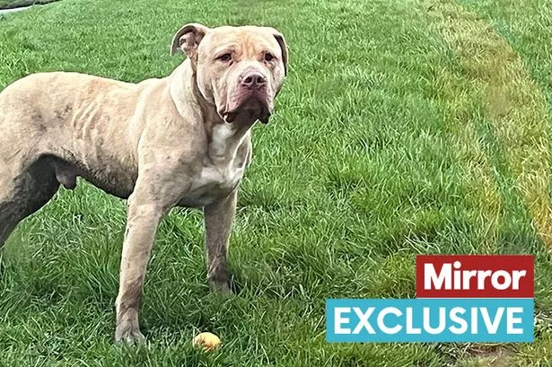 Abandoned XL Bully destroyed after armed police called to park by terrified onlookers