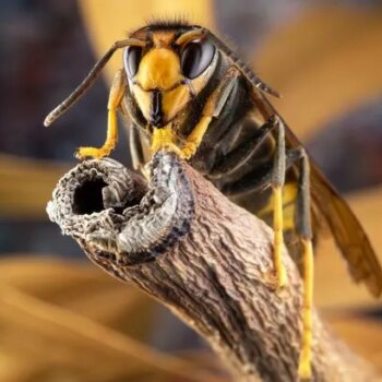 Asian hornet horror breakthrough as new way to spot insects could stop mass invasion