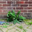 Banish gravel weeds in 'less than 24 hours' with two ingredients - not vinegar